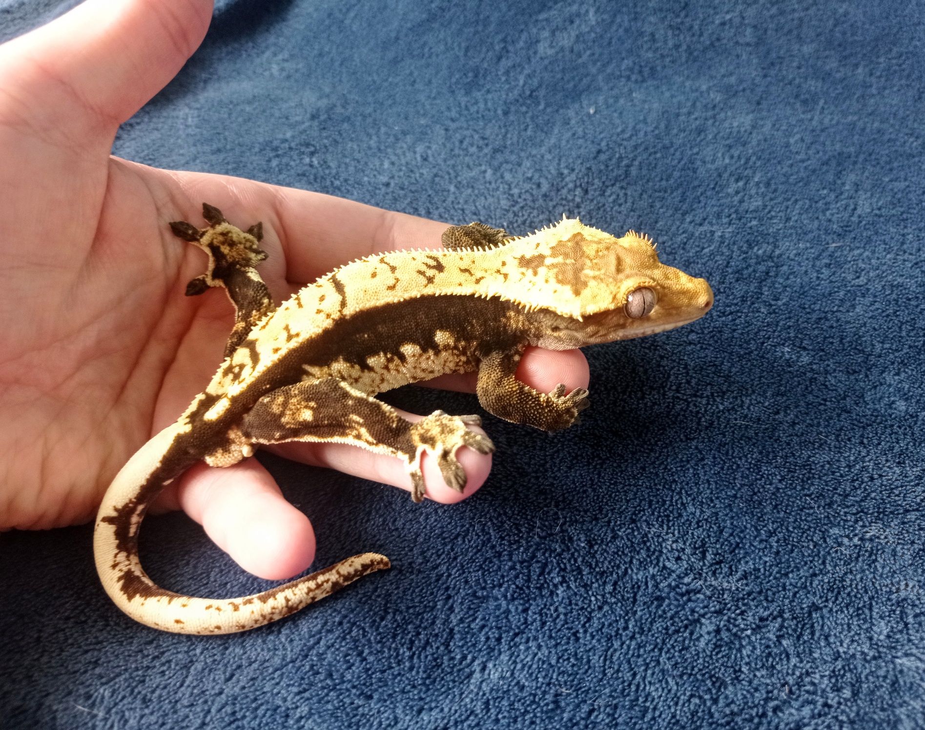 Gekon orzęsiony / Crested Gecko