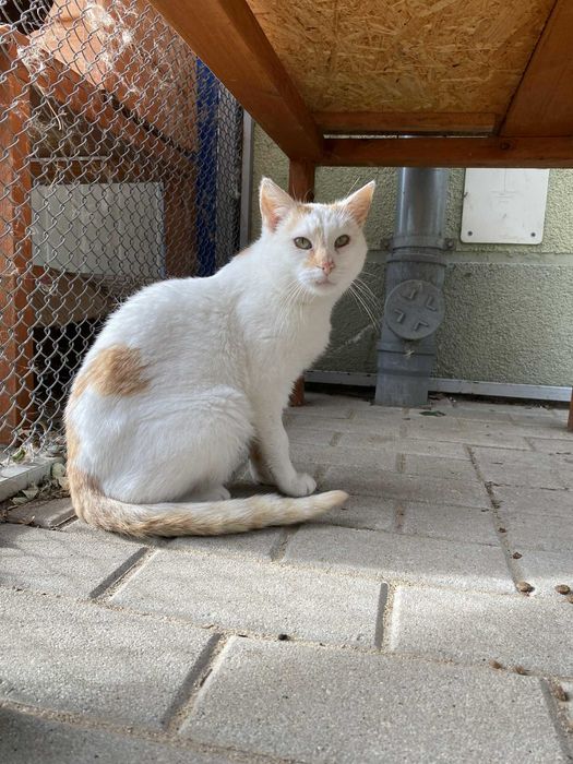 DUSZEK kocur kot adopcja rudy schronisko