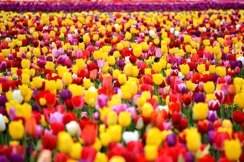 Cebulki TULIPANÓW  Tulipan zestaw mix mieszanka Tulipany KWIATY kolory