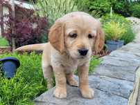 Złota suczka Golden Retriever