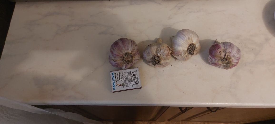 Продам часник, сорт Любаша
