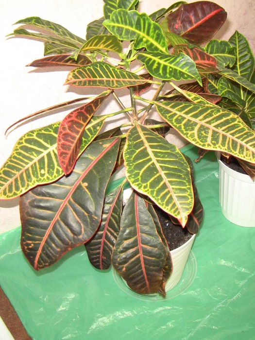 Кротон защитная положительная энергетика для семьи дома