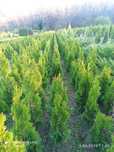 Thuja szmaragd około 100 cm wysokosci. Od 15 września