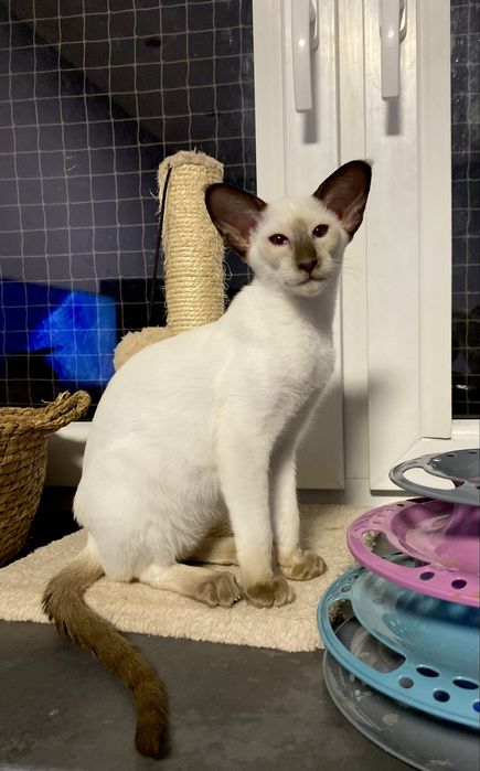 Kotka syjamska z rodowodem FPL