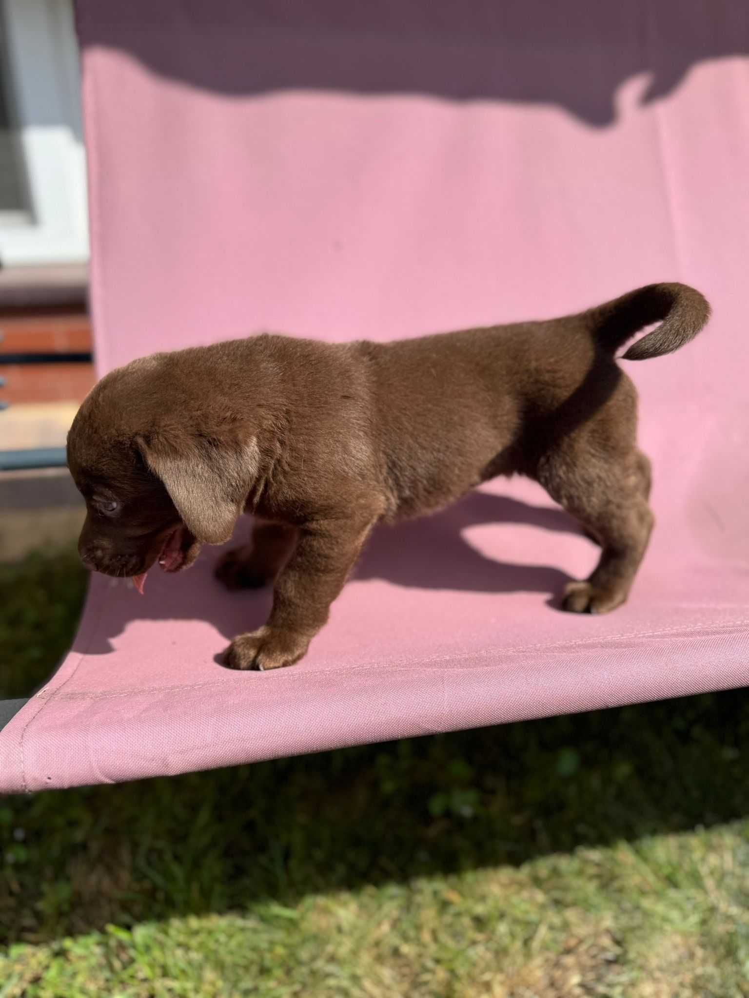 Labrador Retriever czekoladowy