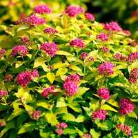 Spiraea japonica 'Golden Princess', Таволга японська, Спірея