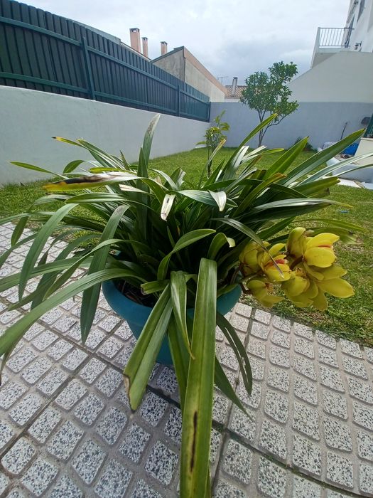 Vaso com Orquídea