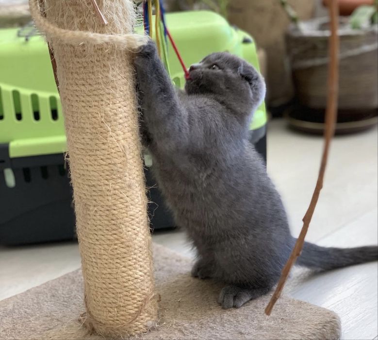 Скоттиш фолд мальчик