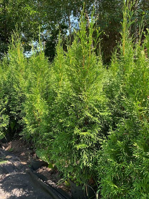 Tuja Szmaragd 90 - 130cm  - Najpiękniejsze żywopłoty tylko na jesień!
