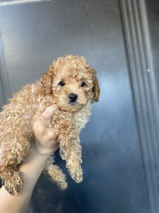 Щенок Мальтипу мини мальчик — покорит ваше сердце!