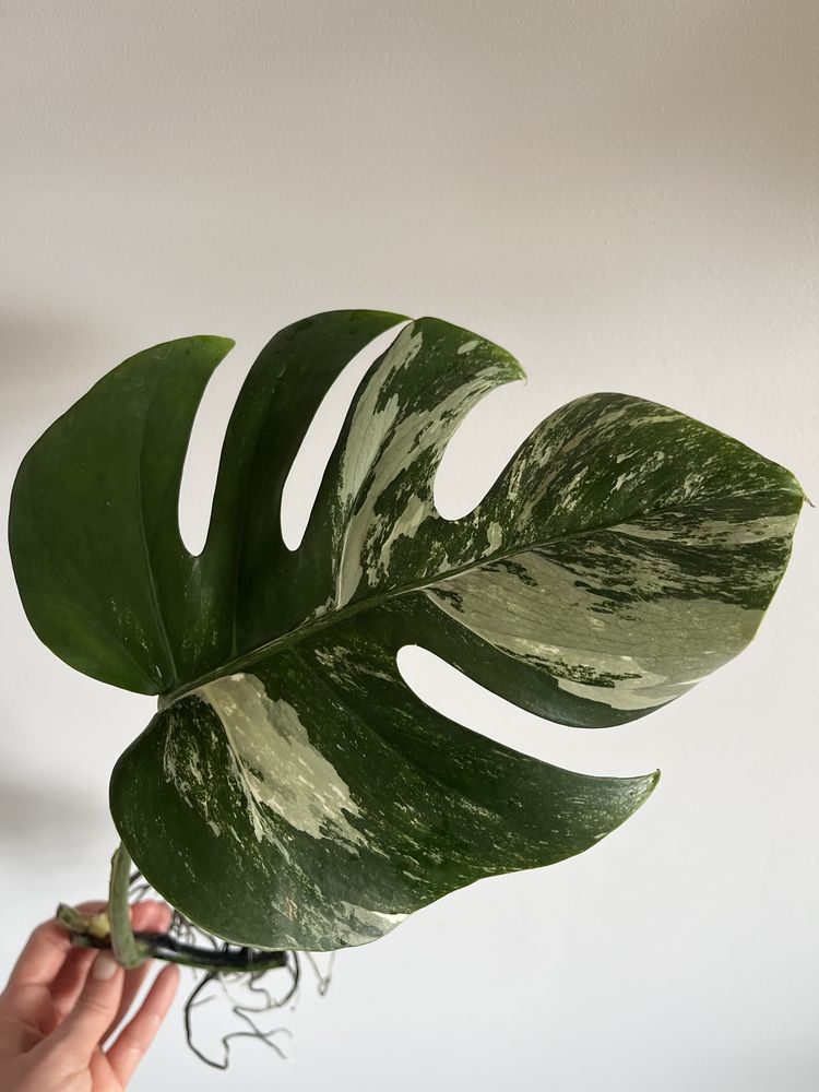 Monstera variegata sadzonka