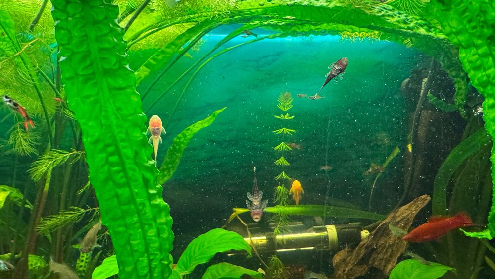 Oddam małego gupika i glonojada