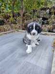 Cão de Gado Transmontano
