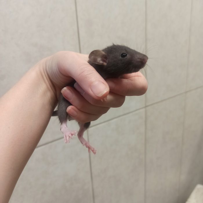 Крыса Брауни, Хаски, Сфинкс, чёрные.