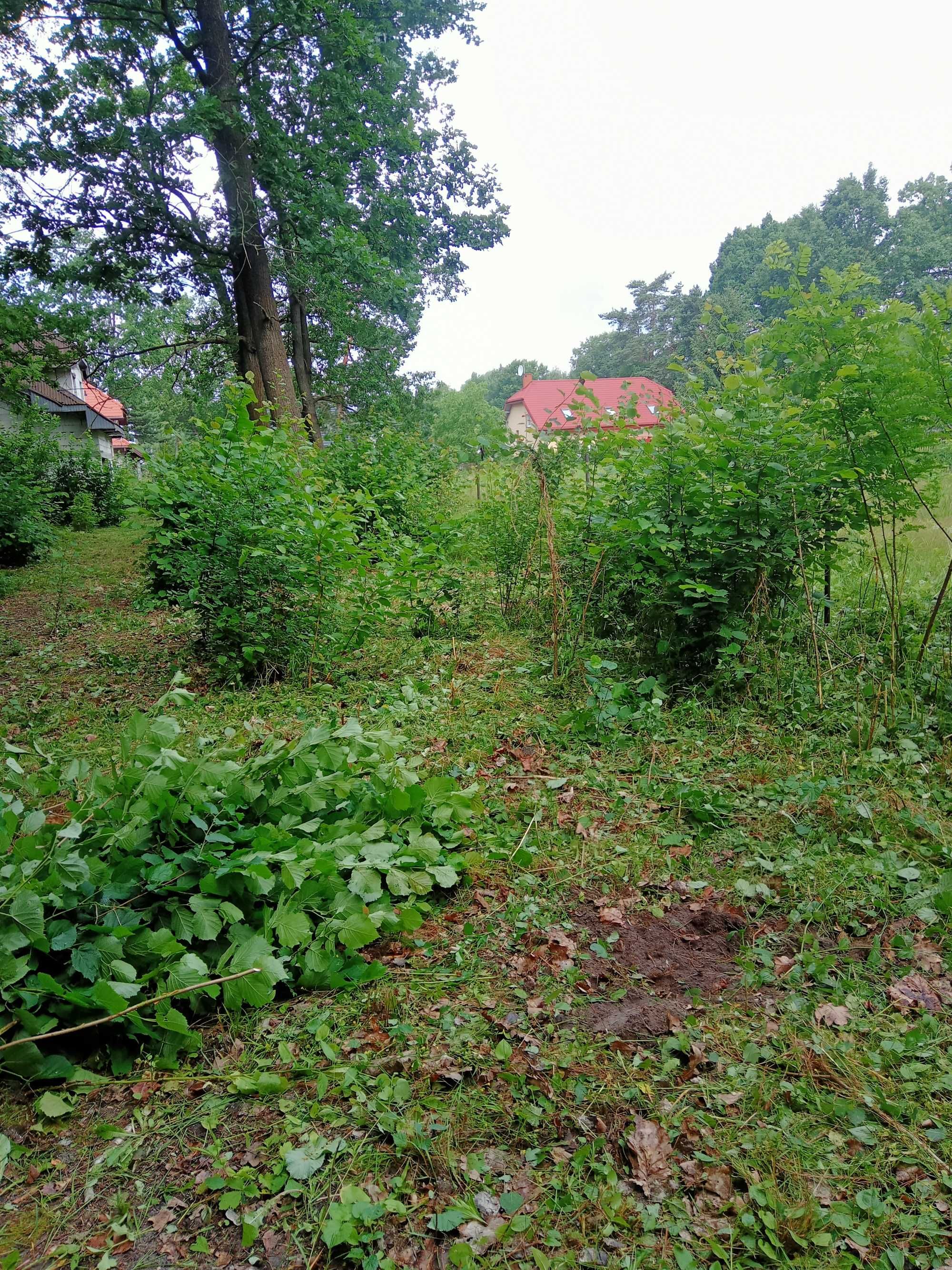 Porządkowanie działek, koszenie, wycinka, rębak.