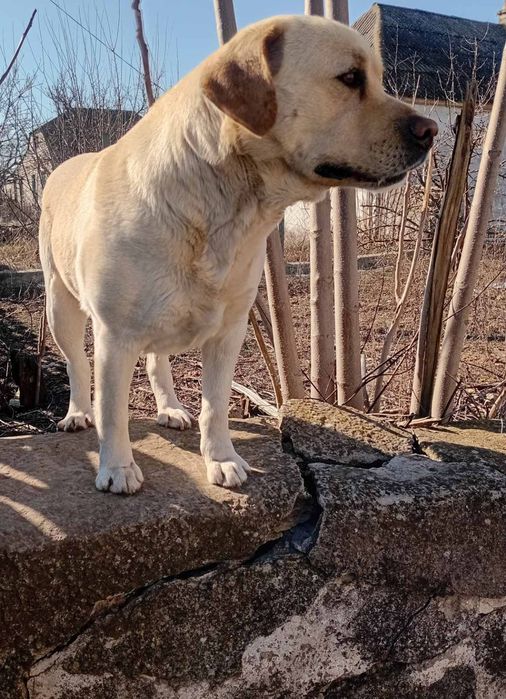 Вязка Лабрадор-Ретривер