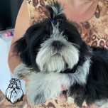 Shih Tzu piesek biało-czarny gen czekoladowy i niebieski