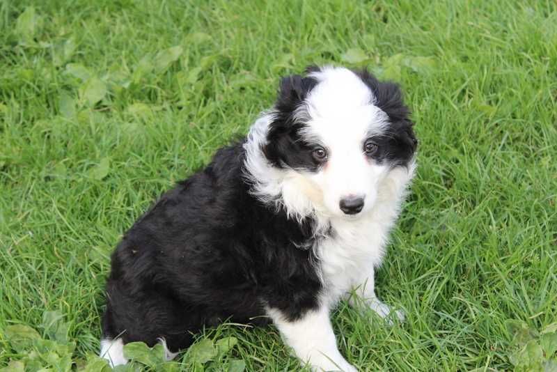 Border collie - śliczna sunia