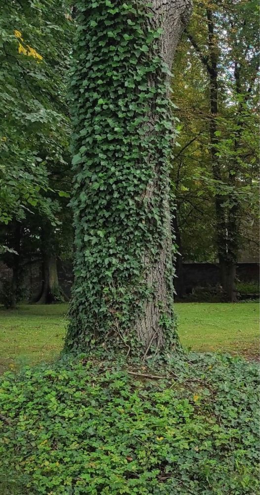 Bluszcz hedera helix 150-180 cm