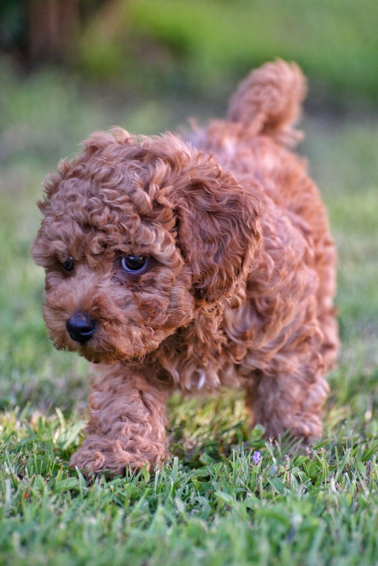 Maltipoo F1b  Chłopczyk