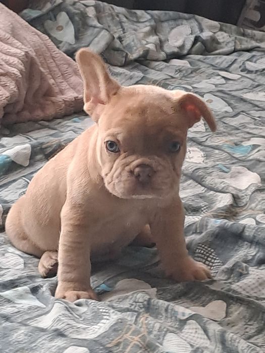 Szczeniak buldog francuski