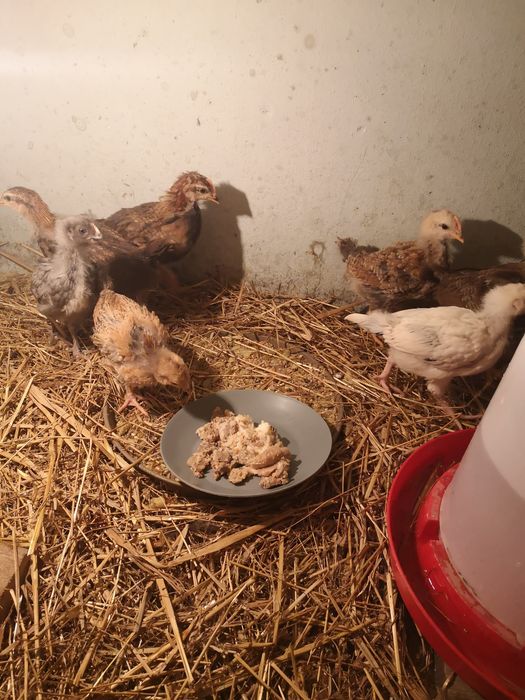 Kurczęta, kurki, kogutki