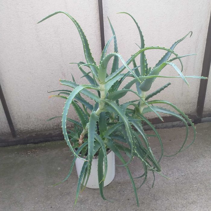 Aloes roślina zielona w doniczce