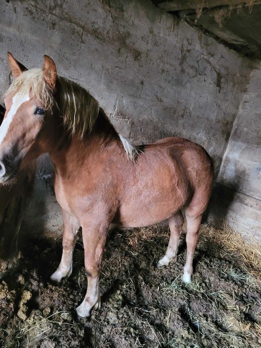 Konie Zimnokrwiste,źrebica źrebak