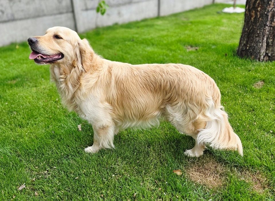 Szczeniak Golden Retriever
