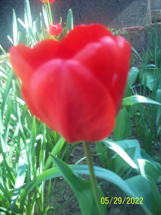 цветы - растения . Тюльпаны разные, нарциссы  желтые крупные