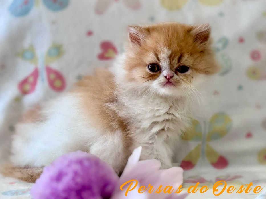 GATO PERSA Bicolor vermelho