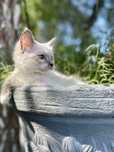 Ragdoll kotka blue mitted kot rodowód FPL Fife Fci gotowa do odbioru