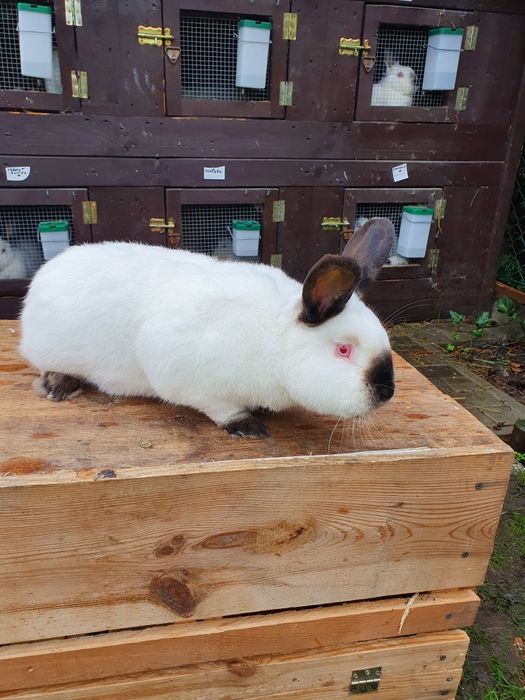 Króliki kalifornijskie czarne