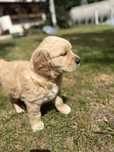 Szczeniak Golden Retriever - OSTATNIA suczka ZŁOTA
