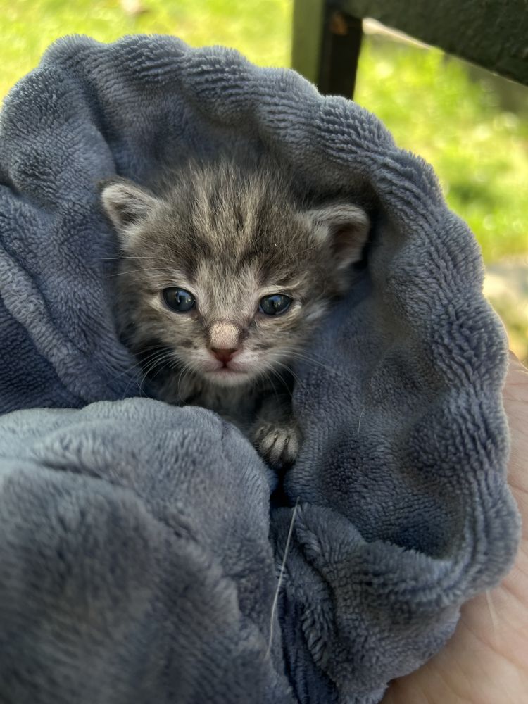 Віддам в хороші руки кошеня