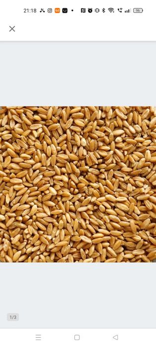 Sprzedam pszenicę paszową