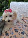 Śliczna suczka Maltipoo