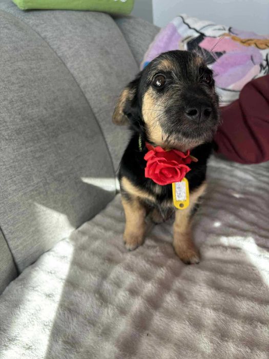Doli mały szczeniak do adopcji