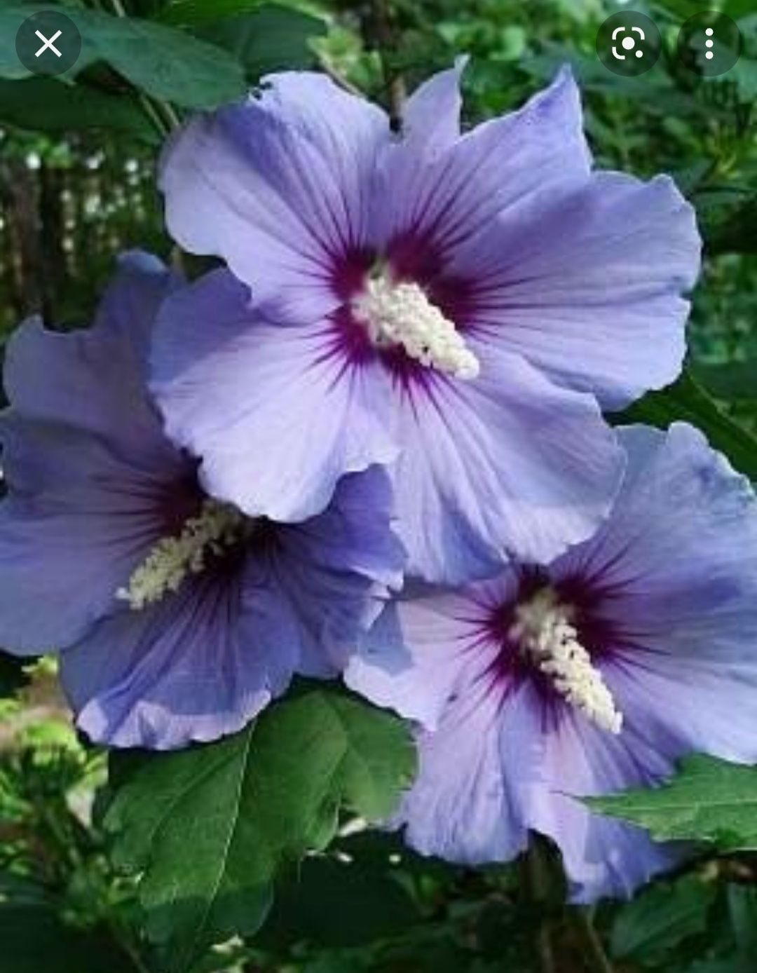 Ketmia hibiskus ogrodowy