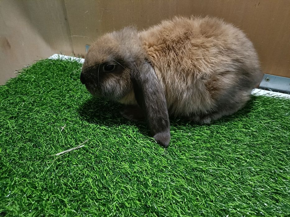 Baran francuski magadaskar samica