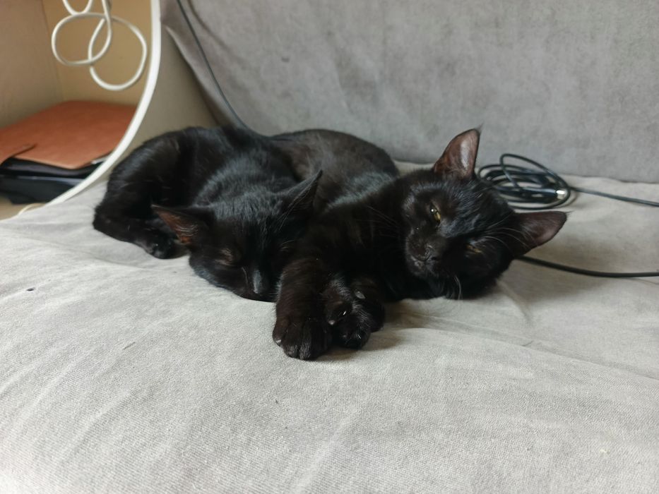 Kocur ryś szuka domku