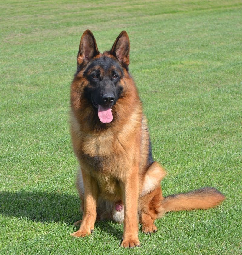 CACHORRO PASTOR ALEMÃO SUPER QUALIDADE