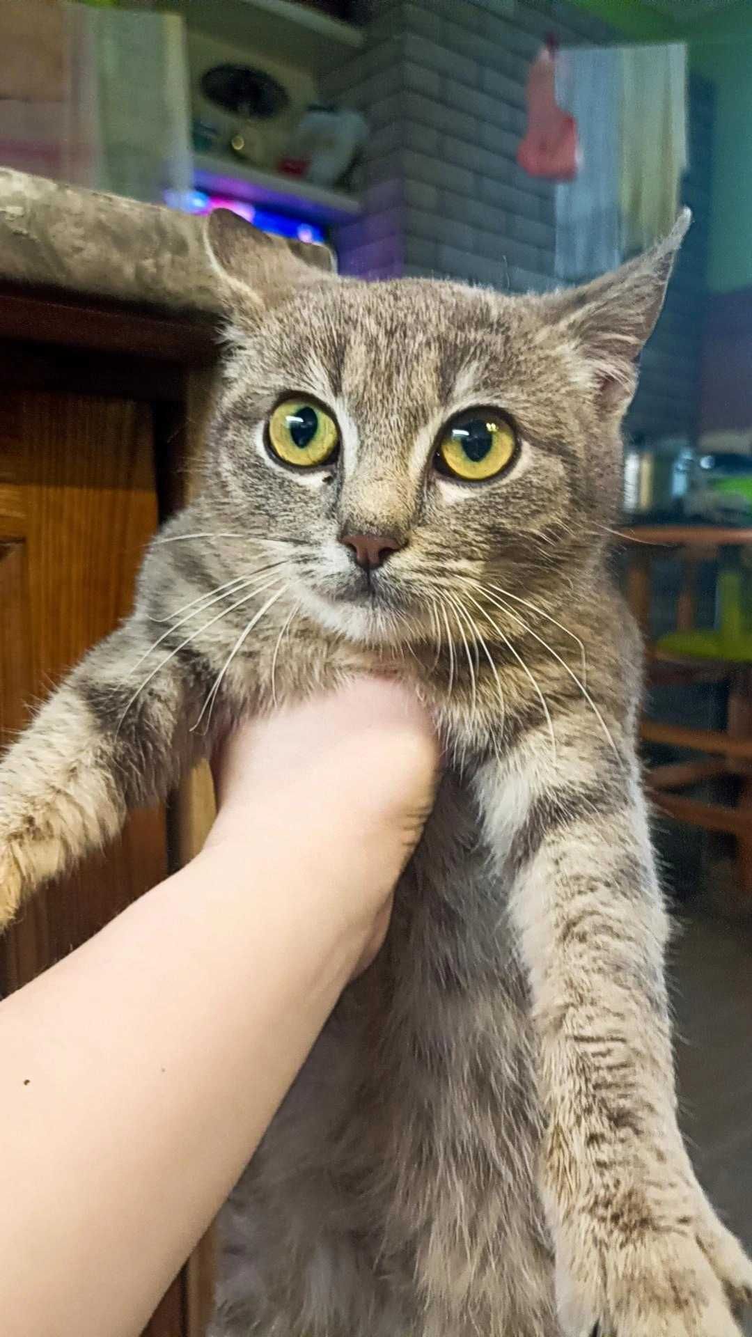 Кошенята в добрі руки