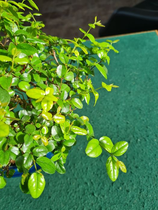 Floresta Bonsai Sageretia