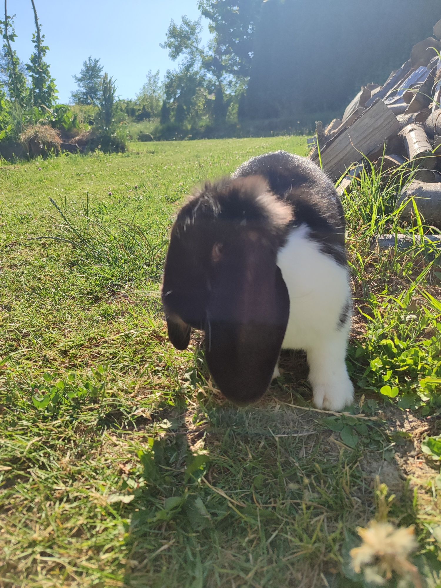 Króliki barany francuskie