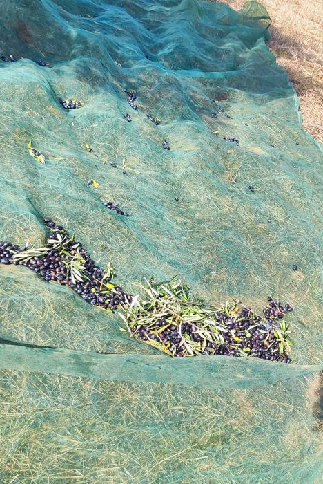 Azeite biológico - Produzido lagar tradicional