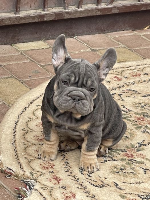 Французький бульдог ВИП