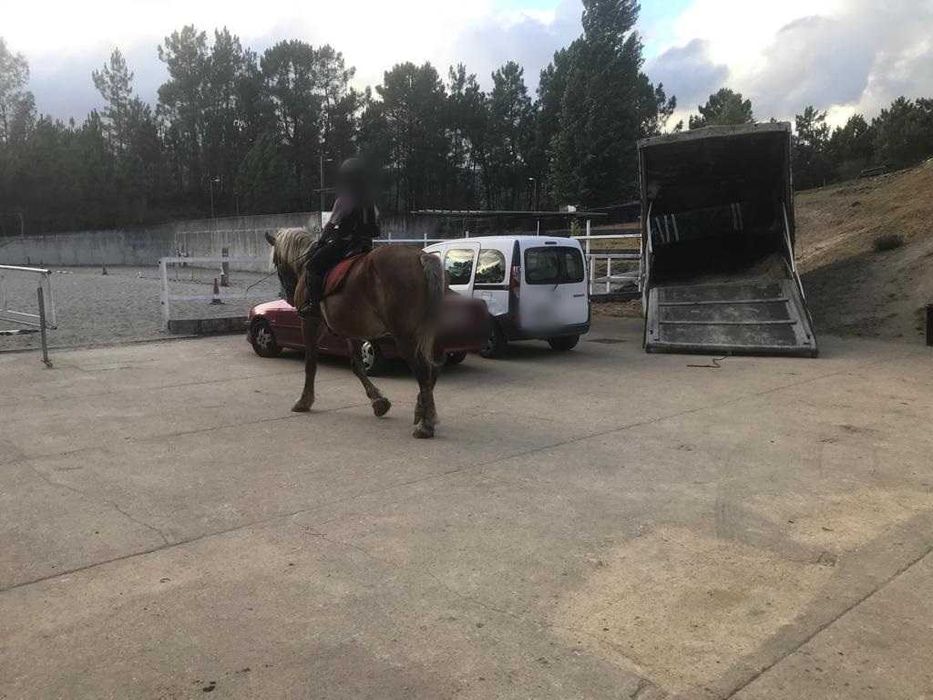 Égua Francesa Bretã