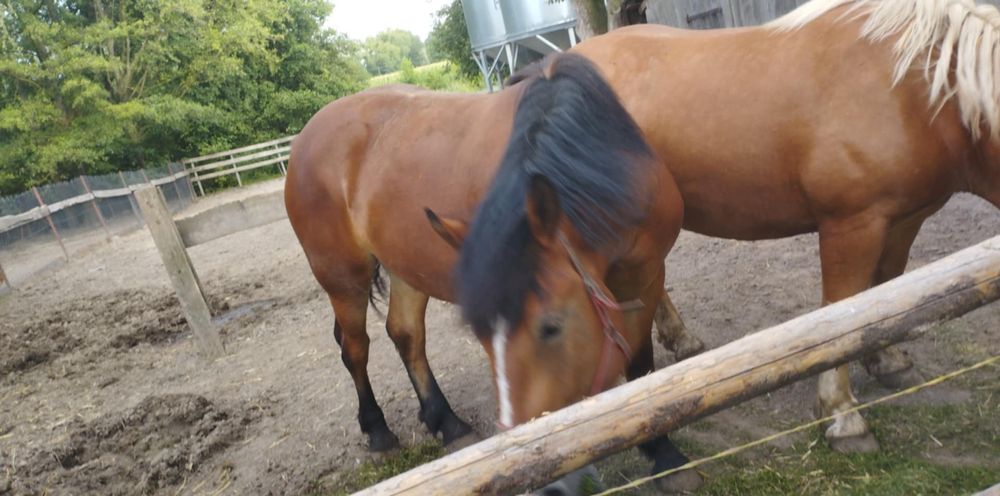 Sprzedam dwie klacze zimnokrwiste