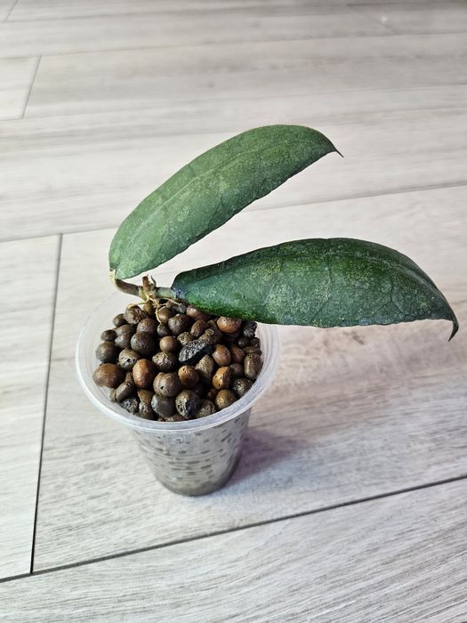 Hoya aff. Lambii splash